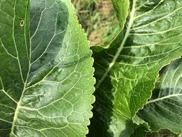 Attēlu rezultāti vaicājumam “Armoracia rusticana leaf”