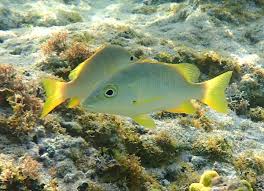 Image result for Lutjanus apodus