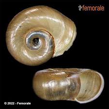 Attēlu rezultāti vaicājumam “Planorbis planorbis”