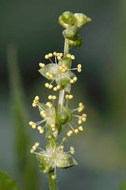 Attēlu rezultāti vaicājumam “Mercurialis perennis flower”