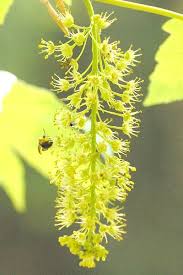 Attēlu rezultāti vaicājumam “Acer pseudoplatanus fo. purpurascens flower”
