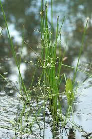 Attēlu rezultāti vaicājumam “Alisma lanceolatum”