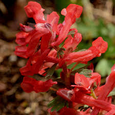 Attēlu rezultāti vaicājumam “Corydalis solida flower”