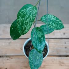 Attēlu rezultāti vaicājumam “Cinna latifolia leaf”