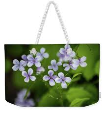 Attēlu rezultāti vaicājumam “Lunaria rediviva flower”