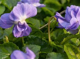 Attēlu rezultāti vaicājumam “Viola odorata”