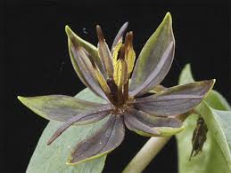 Attēlu rezultāti vaicājumam “Paris quadrifolia bud”