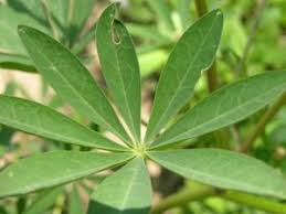 Attēlu rezultāti vaicājumam “Lupinus polyphyllus leaf”