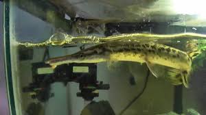 Image result for Garstang A S C