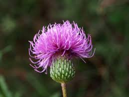 Attēlu rezultāti vaicājumam “Cirsium x rigens”