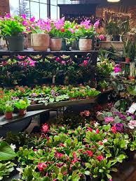 Attēlu rezultāti vaicājumam “Betula humilis male flower”