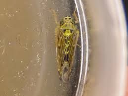 Attēlu rezultāti vaicājumam “Lamprotettix nitidulus”