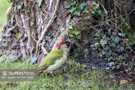 Attēlu rezultāti vaicājumam “Picus viridis”