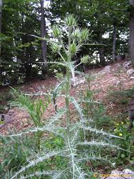 Image result for Ptilostemon afer