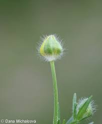 Attēlu rezultāti vaicājumam “Ranunculus polyanthemos”