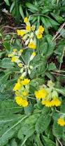 Image result for Primula veris