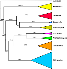 Attēlu rezultāti vaicājumam “Didymodon tophaceus sporophyte”
