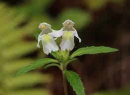 Image result for Galeopsis segetum