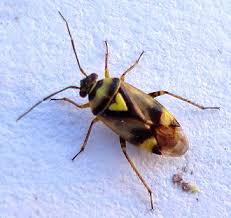 Attēlu rezultāti vaicājumam “Orthops campestris”