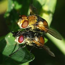 Attēlu rezultāti vaicājumam “Gymnosoma sp.”
