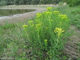 Attēlu rezultāti vaicājumam “Euphorbia palustris fruit”