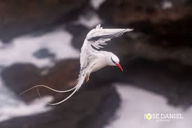 Image result for Phaethon aethereus