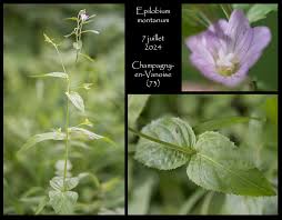 Attēlu rezultāti vaicājumam “Epilobium montanum”