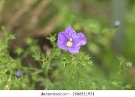 Image result for Nierembergia