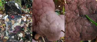 Attēlu rezultāti vaicājumam “Brefeldia maxima spores”