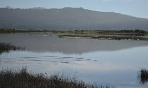 Image result for Pomadasys commersonnii