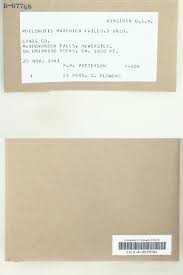 Attēlu rezultāti vaicājumam “Philonotis marchica”