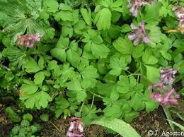Attēlu rezultāti vaicājumam “Corydalis cava leaf”