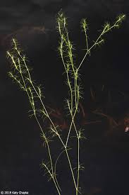 Attēlu rezultāti vaicājumam “Najas flexilis”