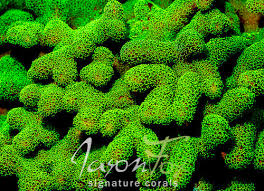 Attēlu rezultāti vaicājumam “Cordyceps stylophora”