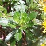 Attēlu rezultāti vaicājumam “Sedum aizoon fruit”