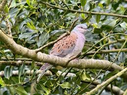 Image result for England Staffordshire Birding Club
