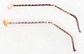 Attēlu rezultāti vaicājumam “Argyresthia albistria”