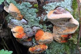 Attēlu rezultāti vaicājumam “Gloeophyllum odoratum”