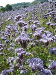 Attēlu rezultāti vaicājumam “Phacelia tanacetifolia”