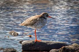 Attēlu rezultāti vaicājumam “Tringa totanus”
