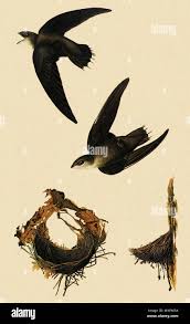 Image result for Chaetura pelagica