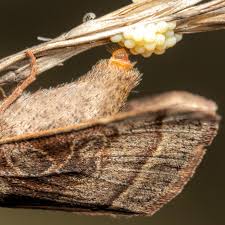 Attēlu rezultāti vaicājumam “Orthosia cerasi”