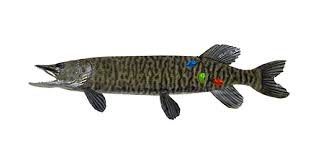 Image result for Esox masquinongy