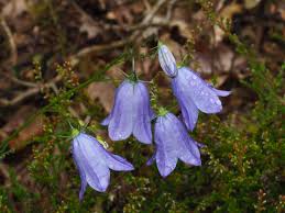 Attēlu rezultāti vaicājumam “Campanula rotundifolia”
