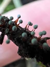 Attēlu rezultāti vaicājumam “Physarum penetrale”