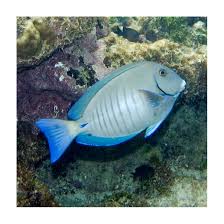 Image result for Acanthurus chirurgus