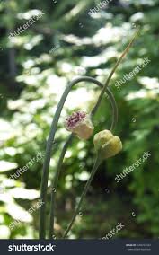 Attēlu rezultāti vaicājumam “Allium sativum bud”