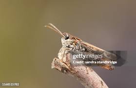 Attēlu rezultāti vaicājumam “Myrmeleotettix maculatus”