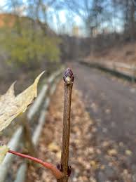 Attēlu rezultāti vaicājumam “Acer platanoides bud”