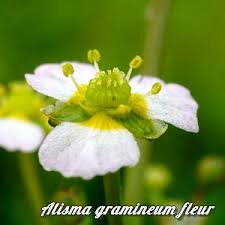 Attēlu rezultāti vaicājumam “Alisma gramineum flower”